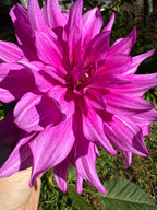 Purple Taiheijo