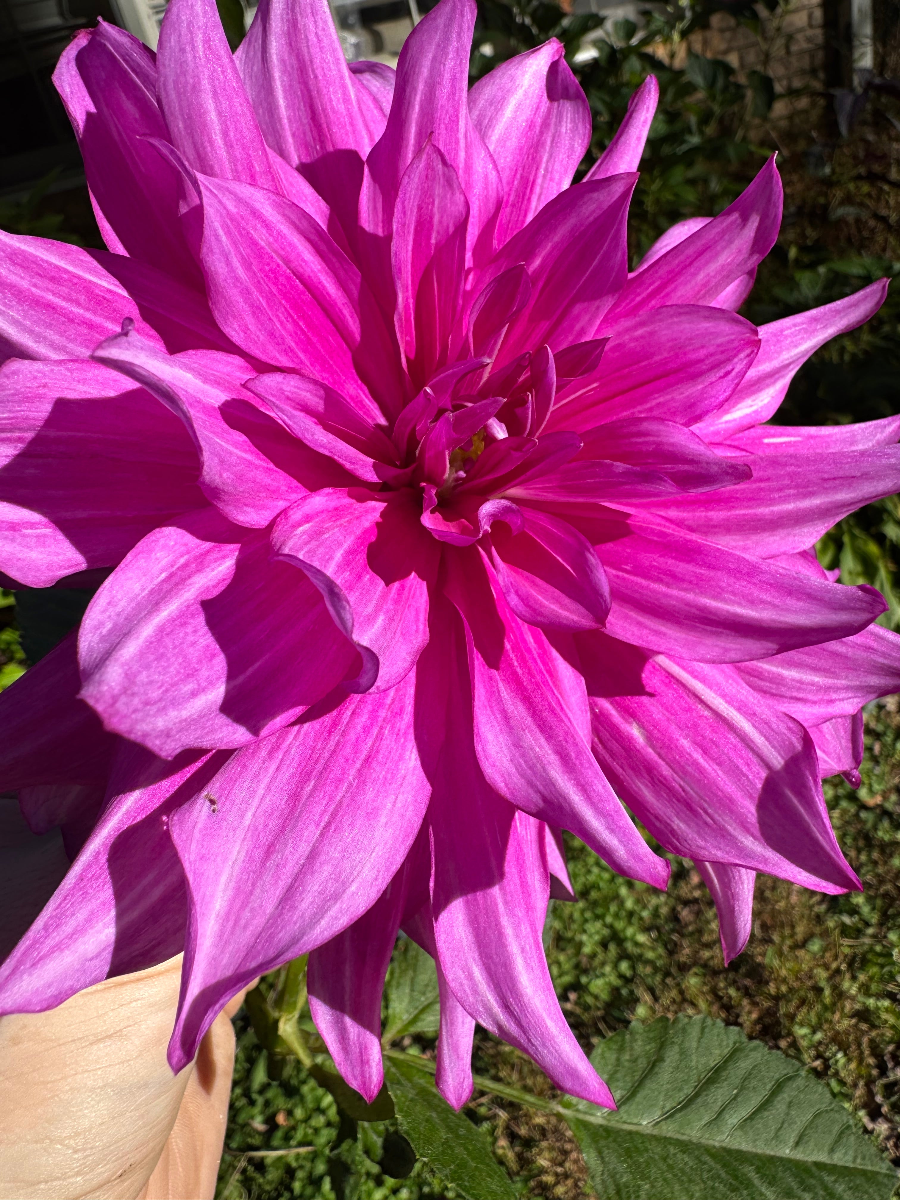 Purple Taiheijo