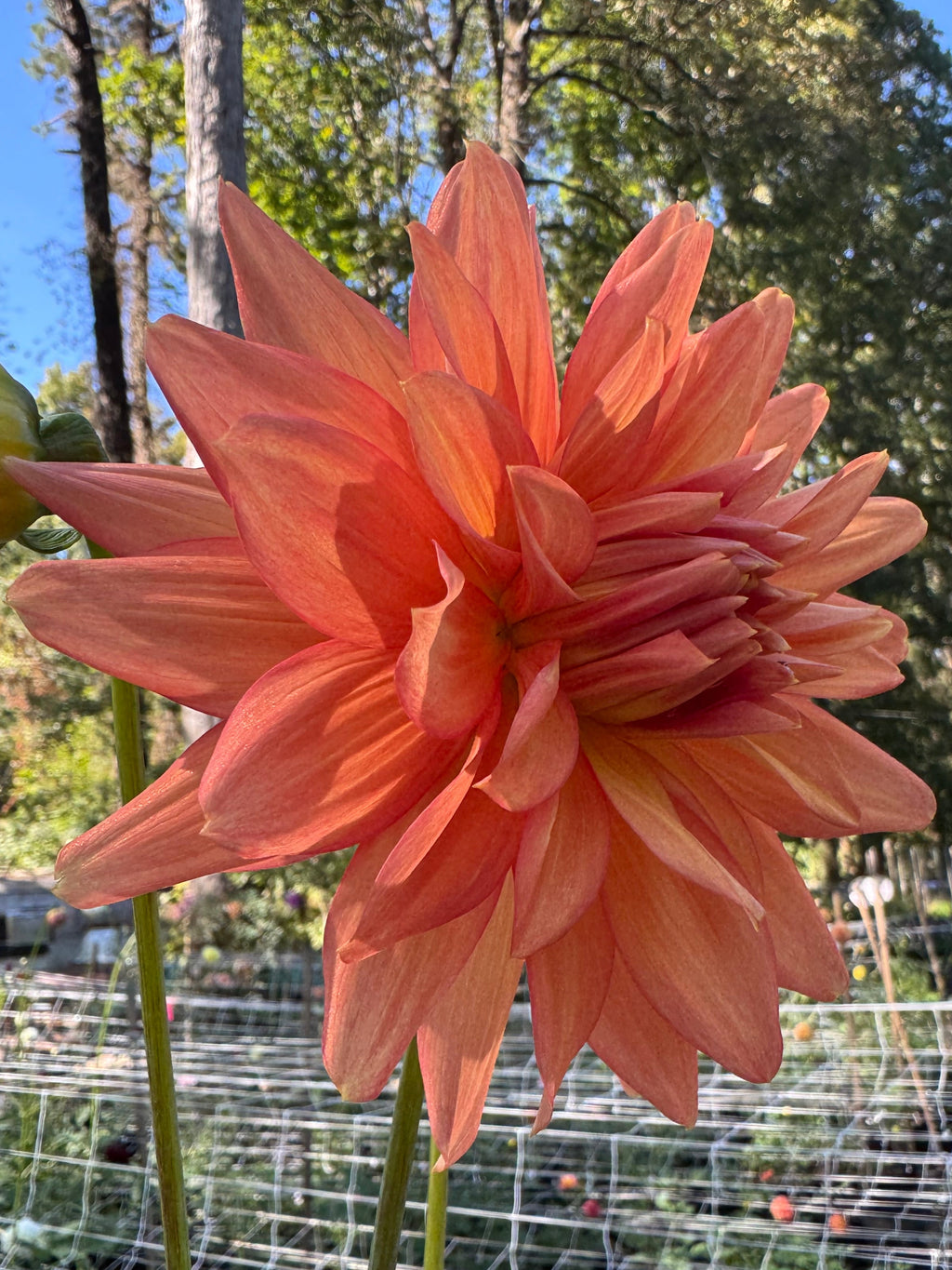 Eagles Coral Baskin