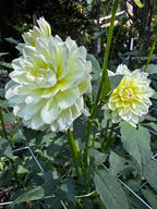 Sandia serenity