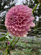 Florelie Oracle