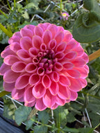 Westerton Pearl