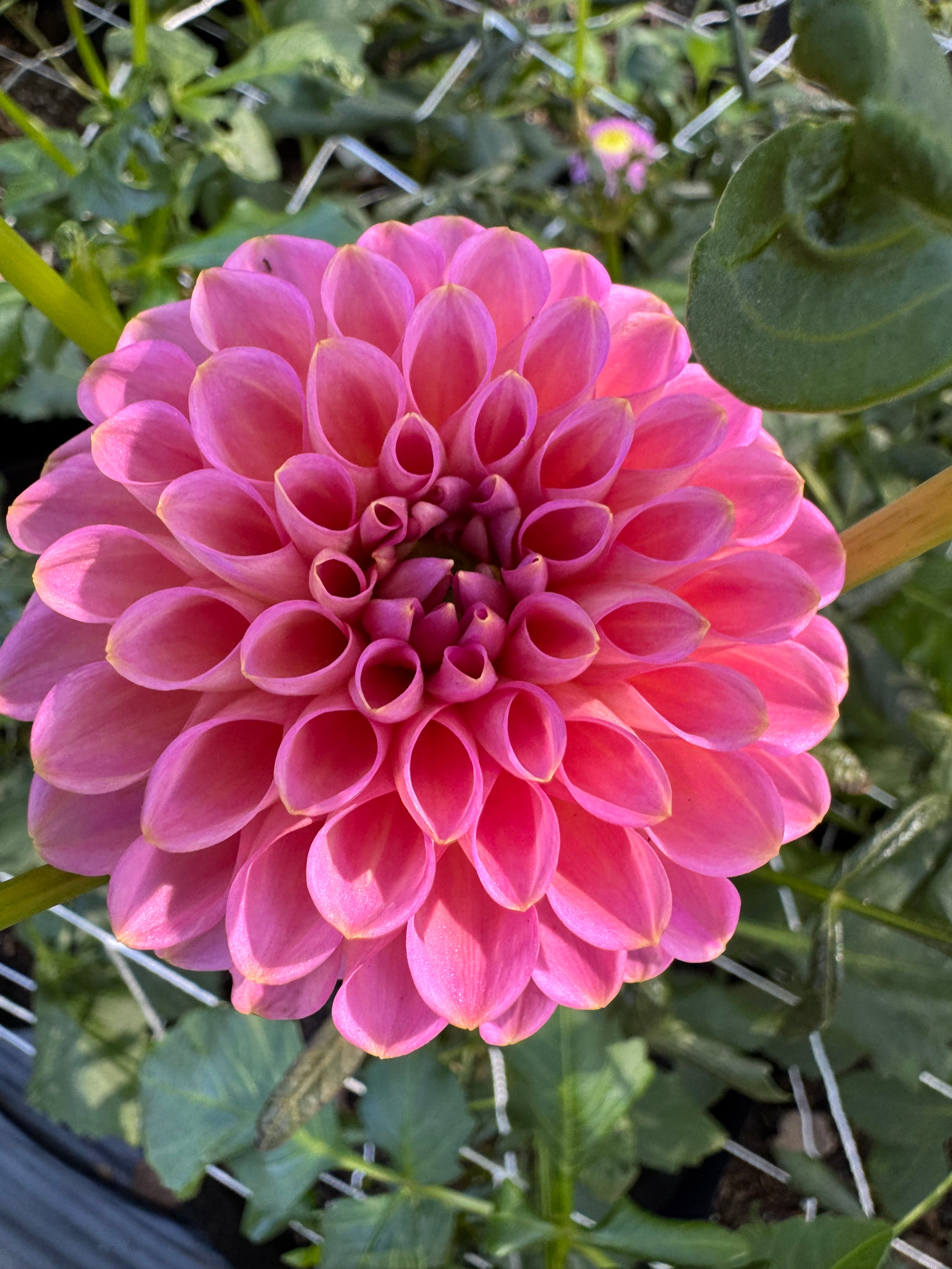 Westerton Pearl