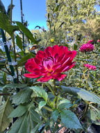 Sandia Bertha