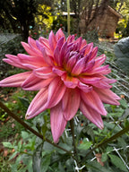 Dutch Pearl