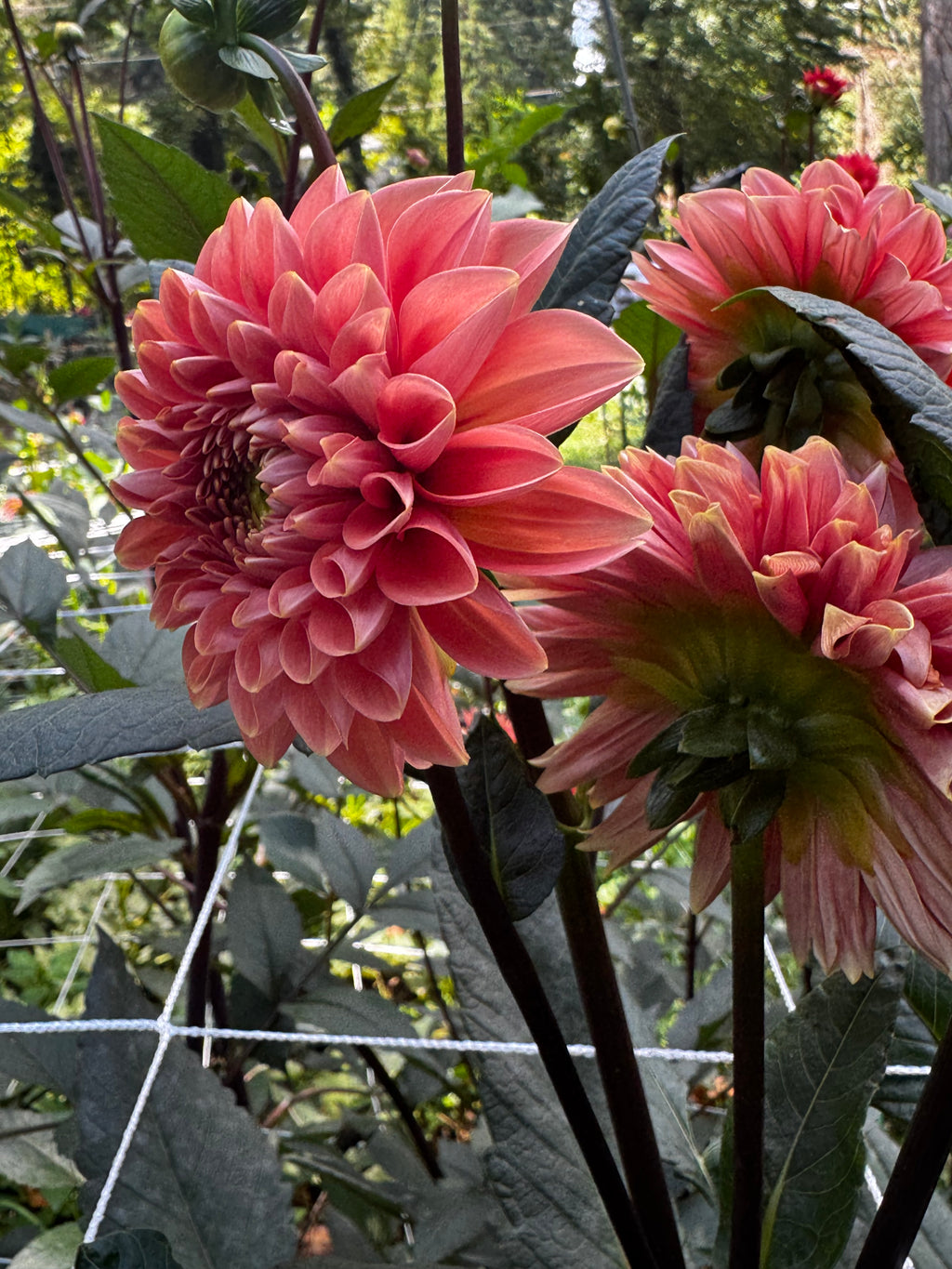 Rosario