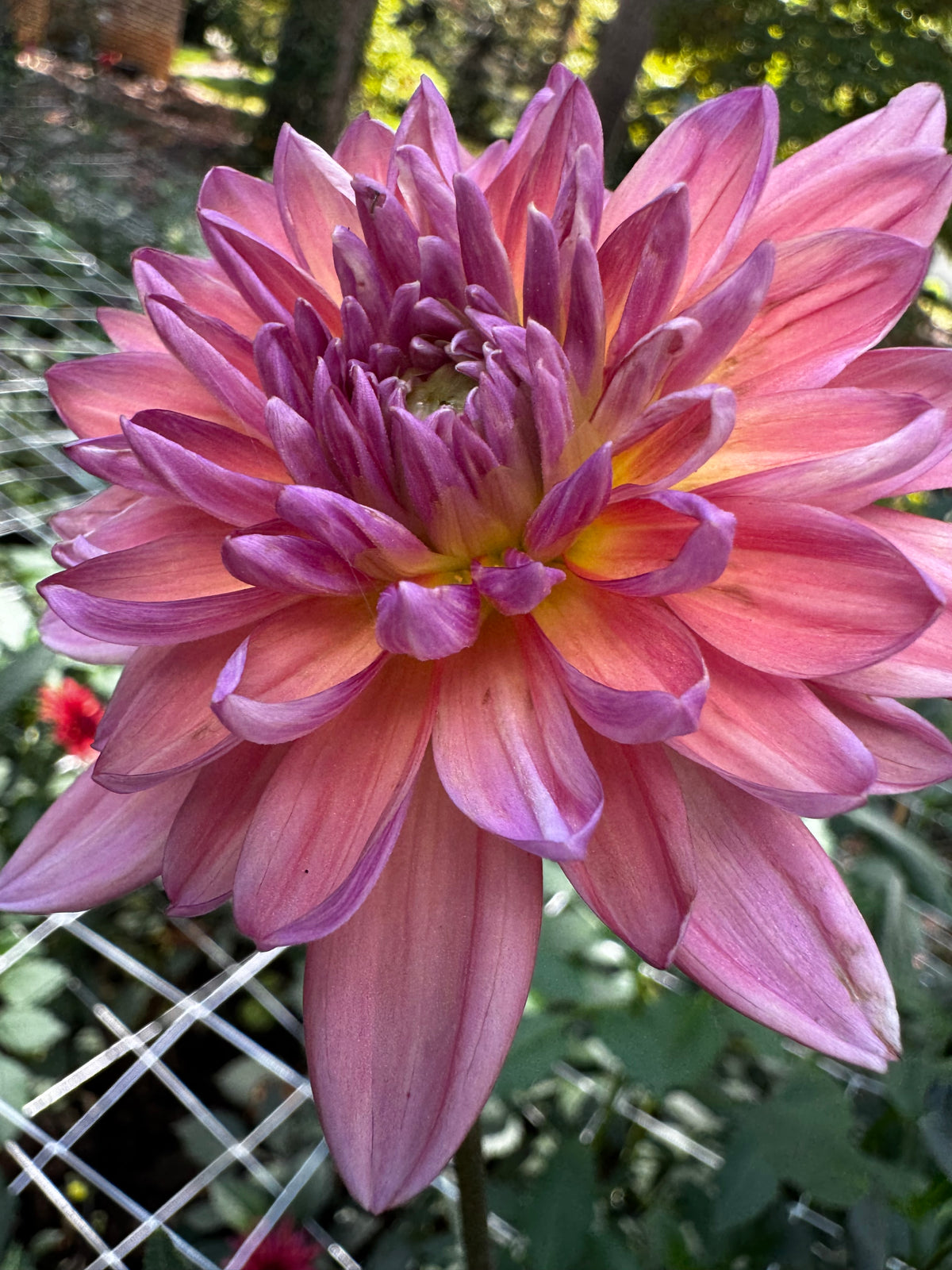 Dutch Pearl