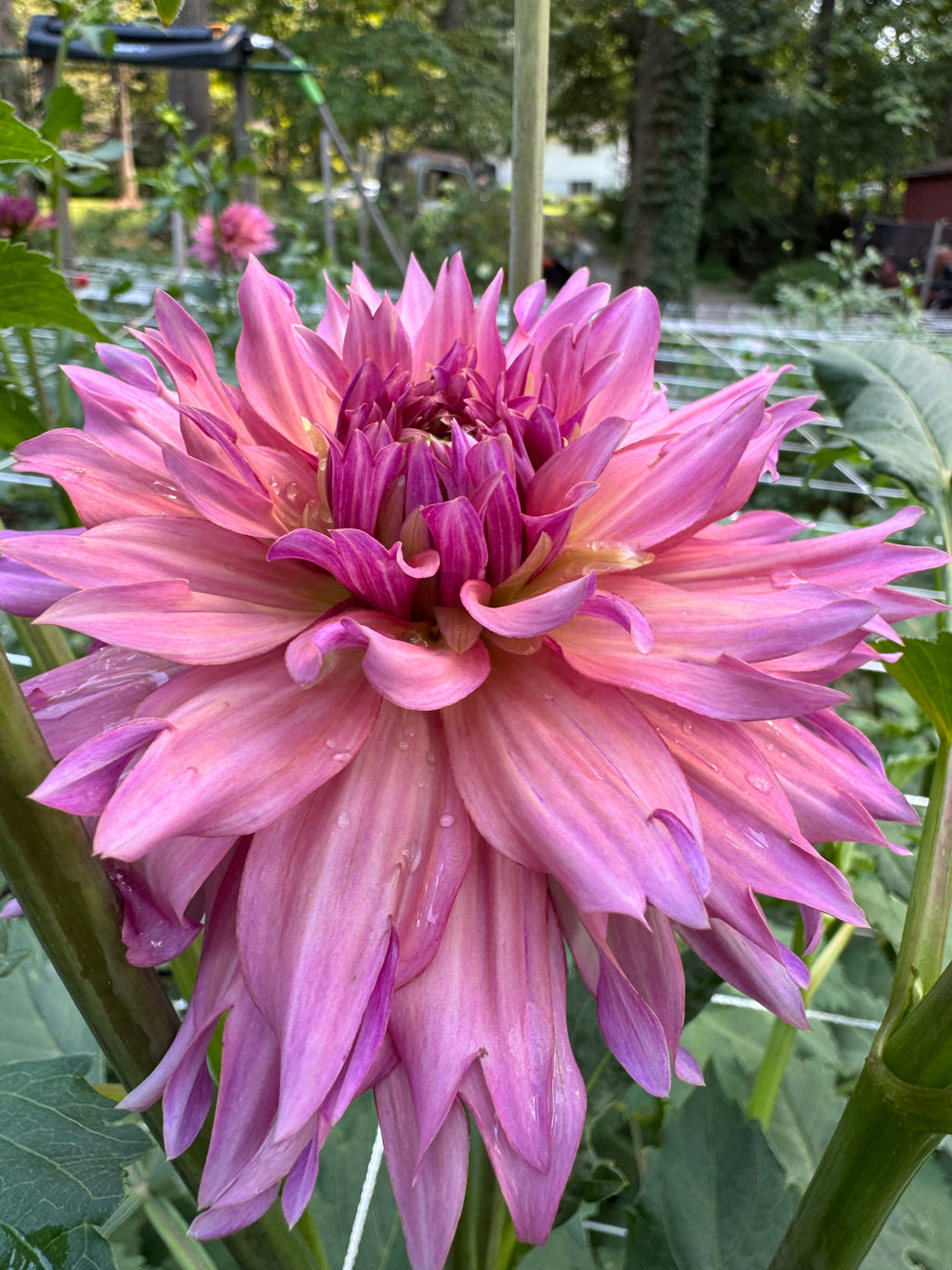 La belle époque