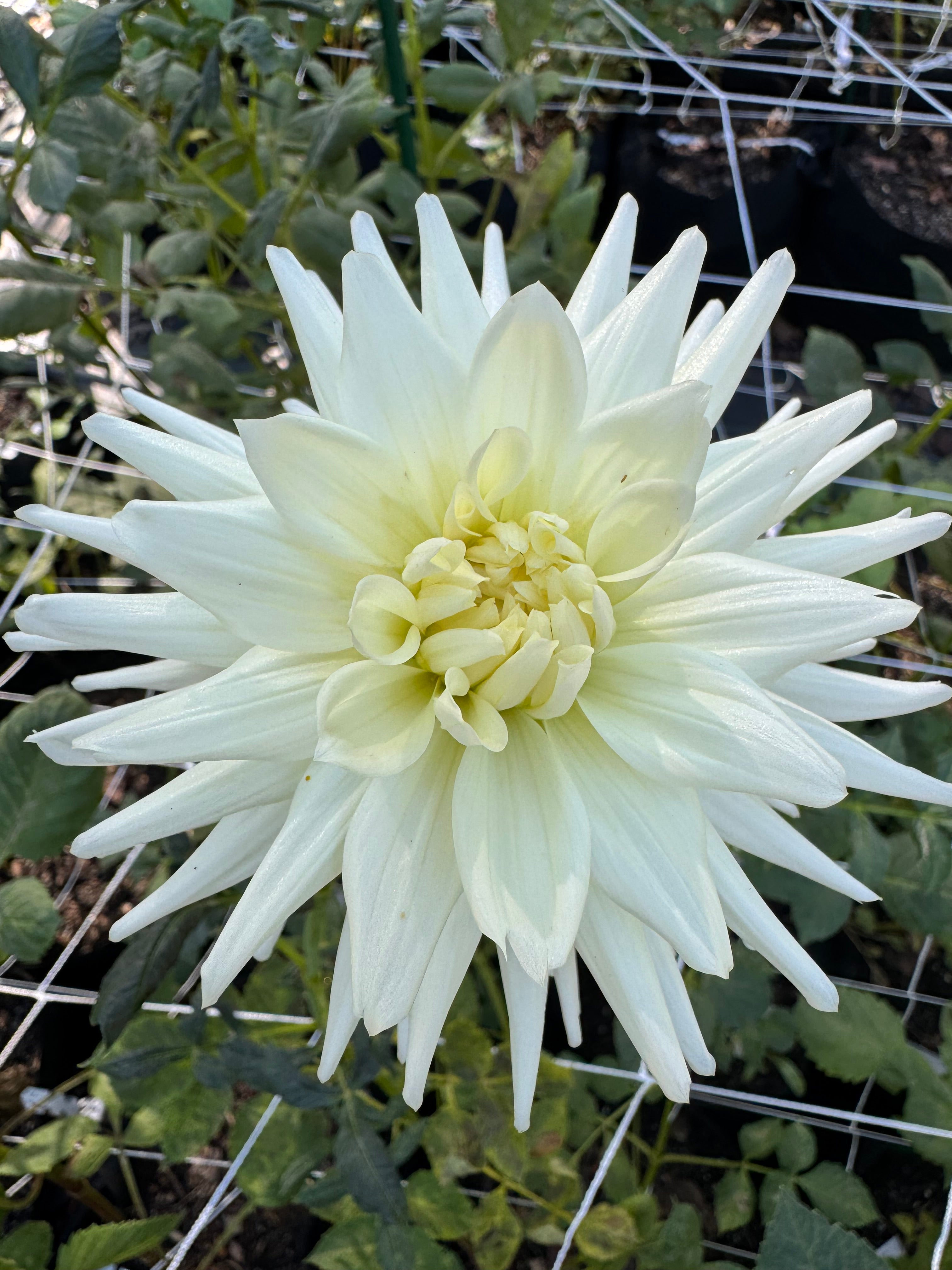 Netherton Ross