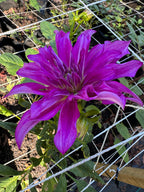 Purple Taiheijo