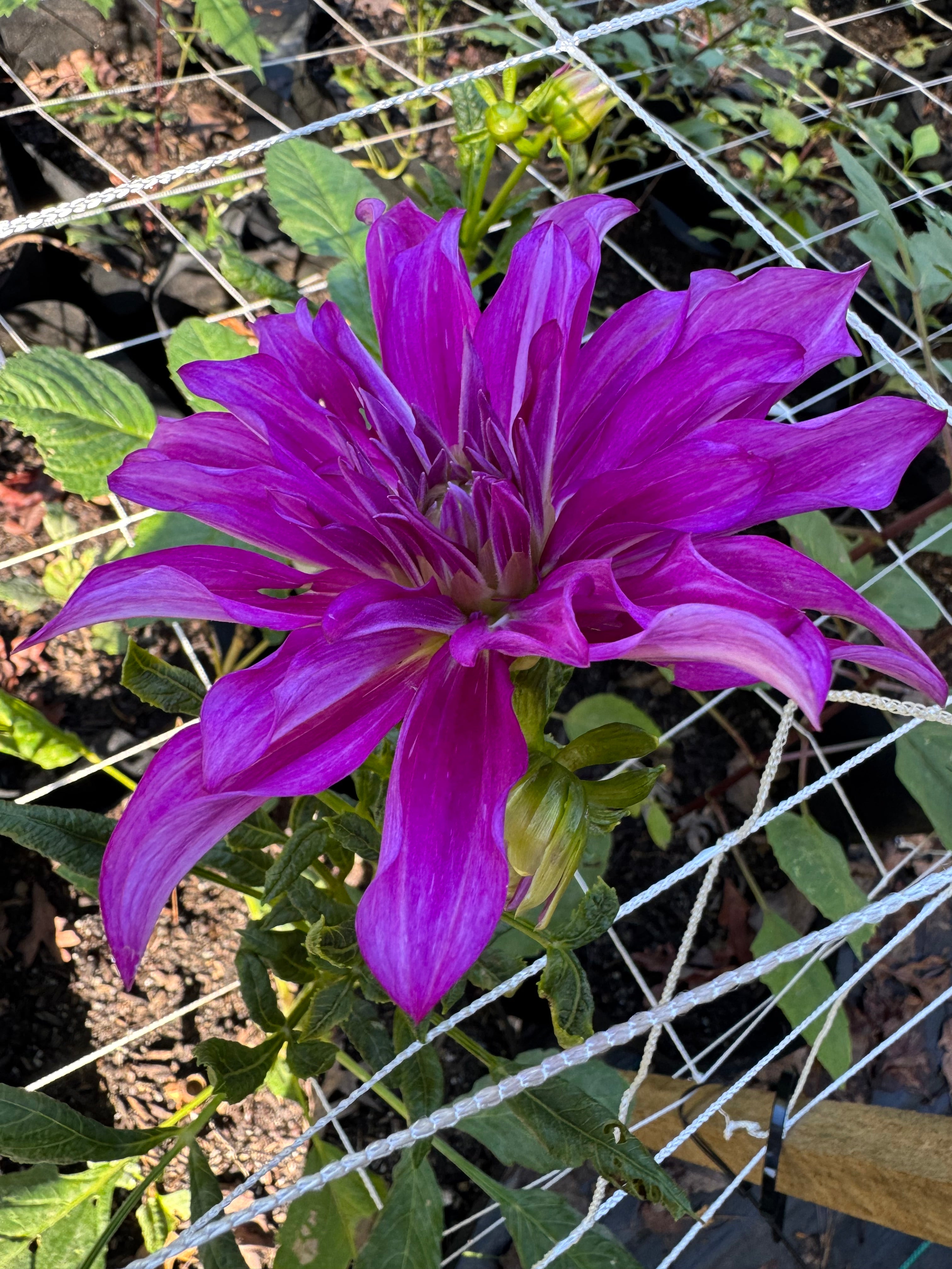 Purple Taiheijo