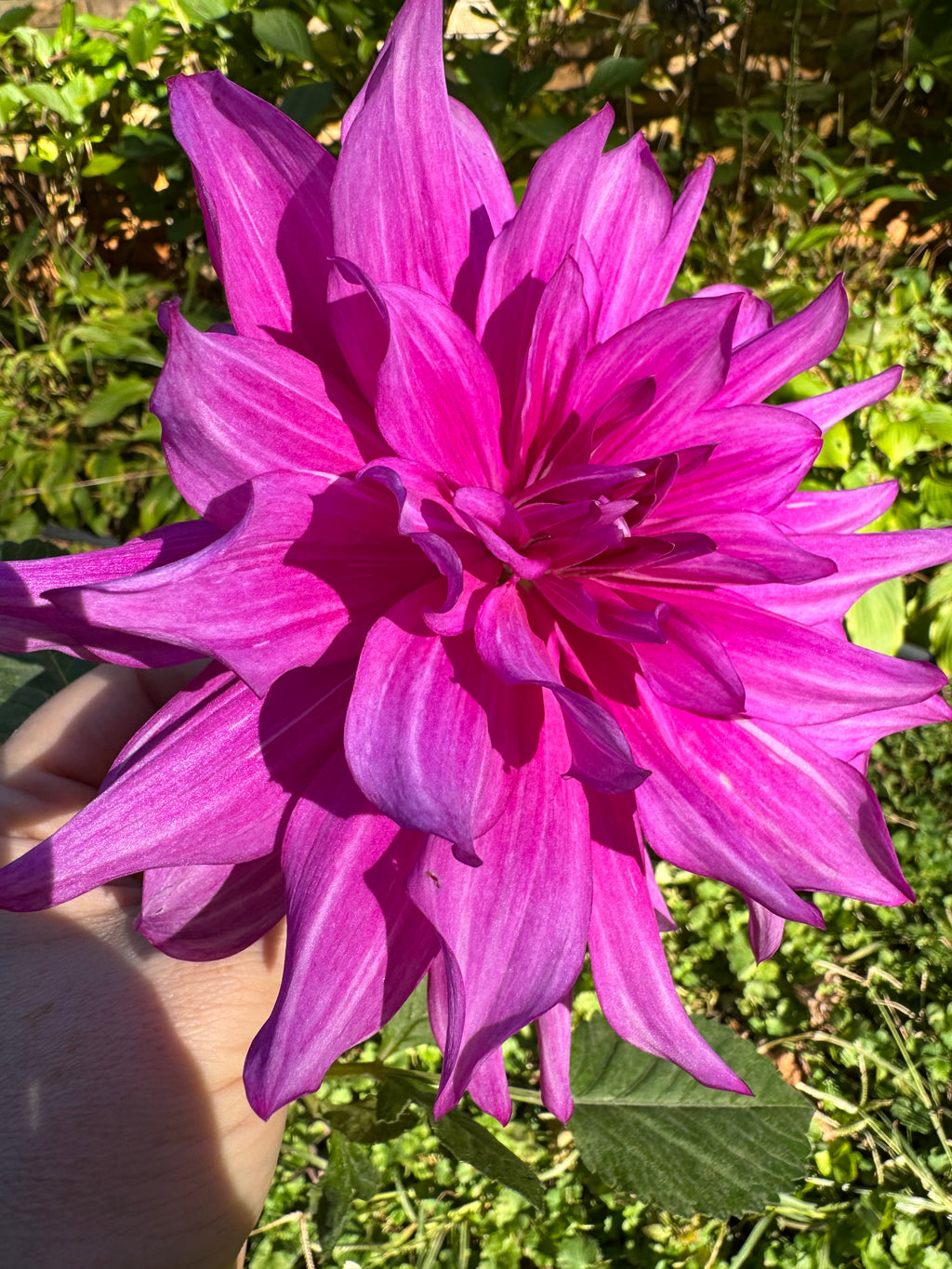 Purple Taiheijo