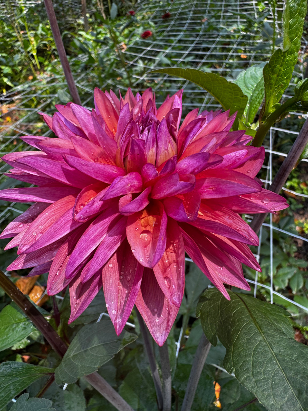 Dutch Pearl