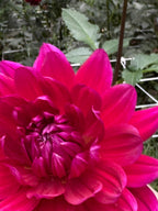 Hollyhill Pandora