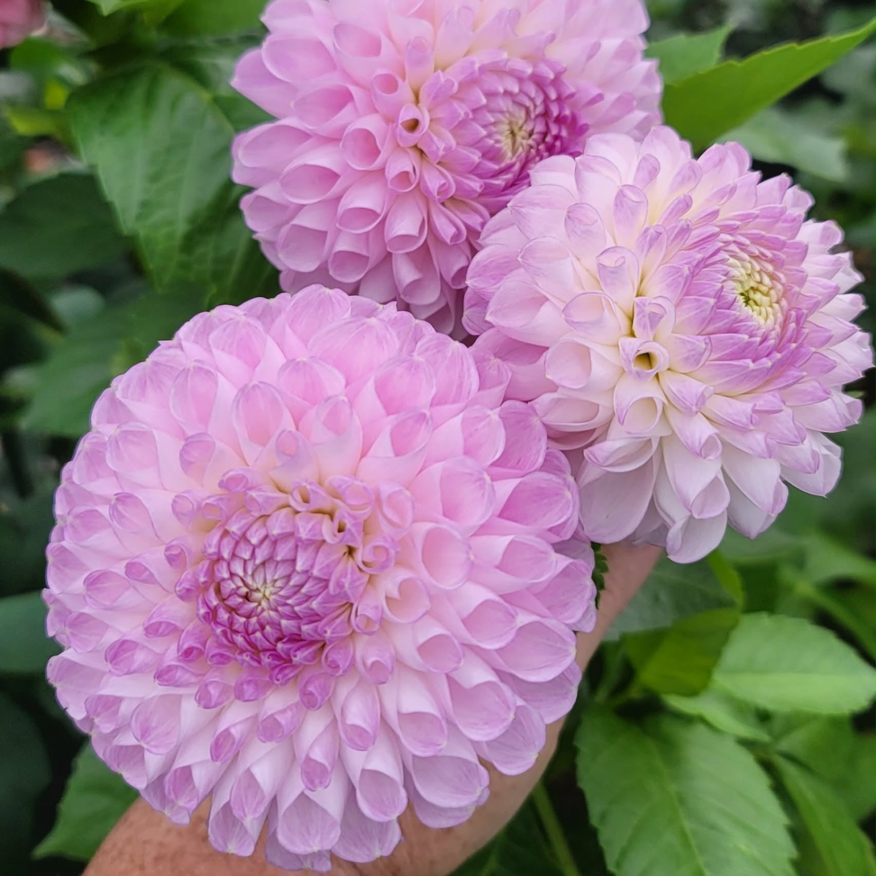 Snoho Sonia