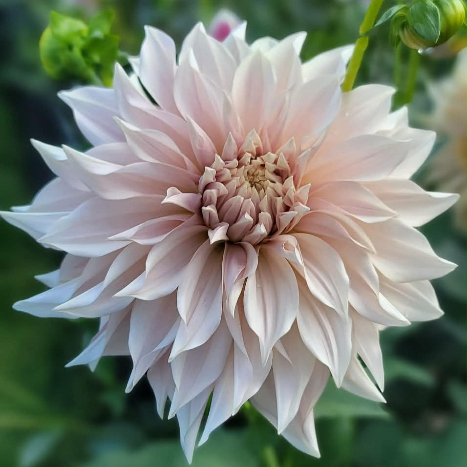 Cafe au lait