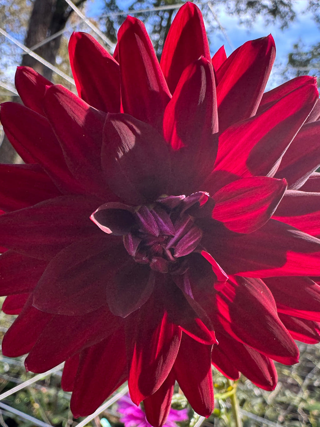 Hollyhill Black Magic