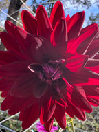 Hollyhill Black Magic