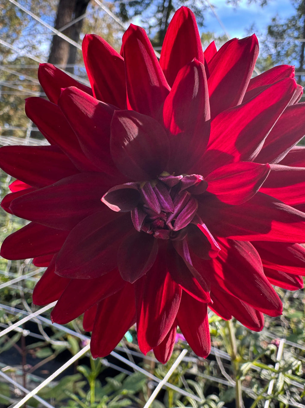 Hollyhill Black Magic