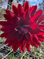 Hollyhill Black Magic