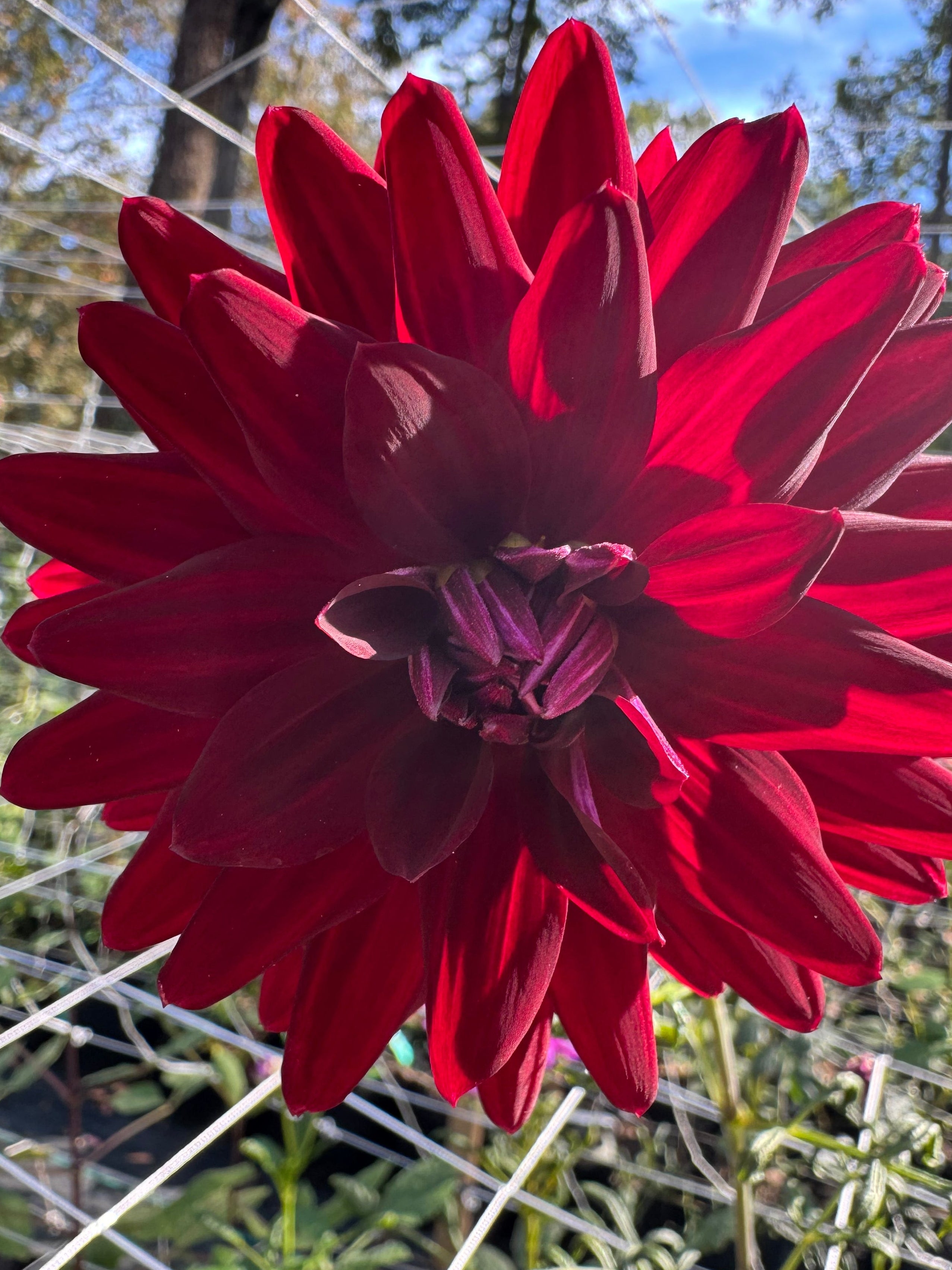 Hollyhill Black Magic