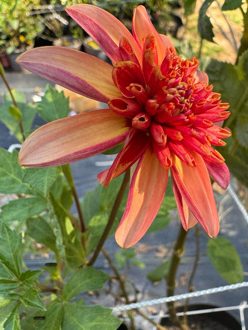 Totally Tangerine