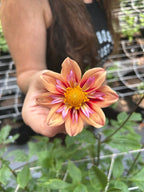 Orange Hype