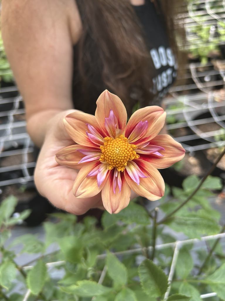 Orange Hype
