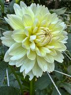 Sandia serenity