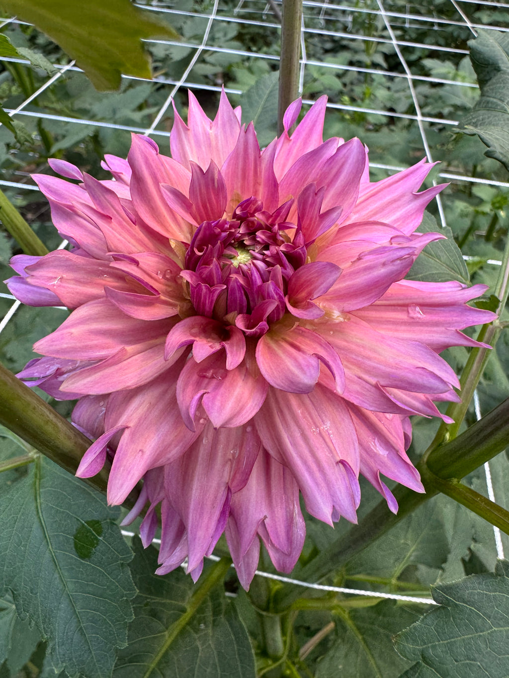 La belle époque