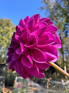Robann Royal