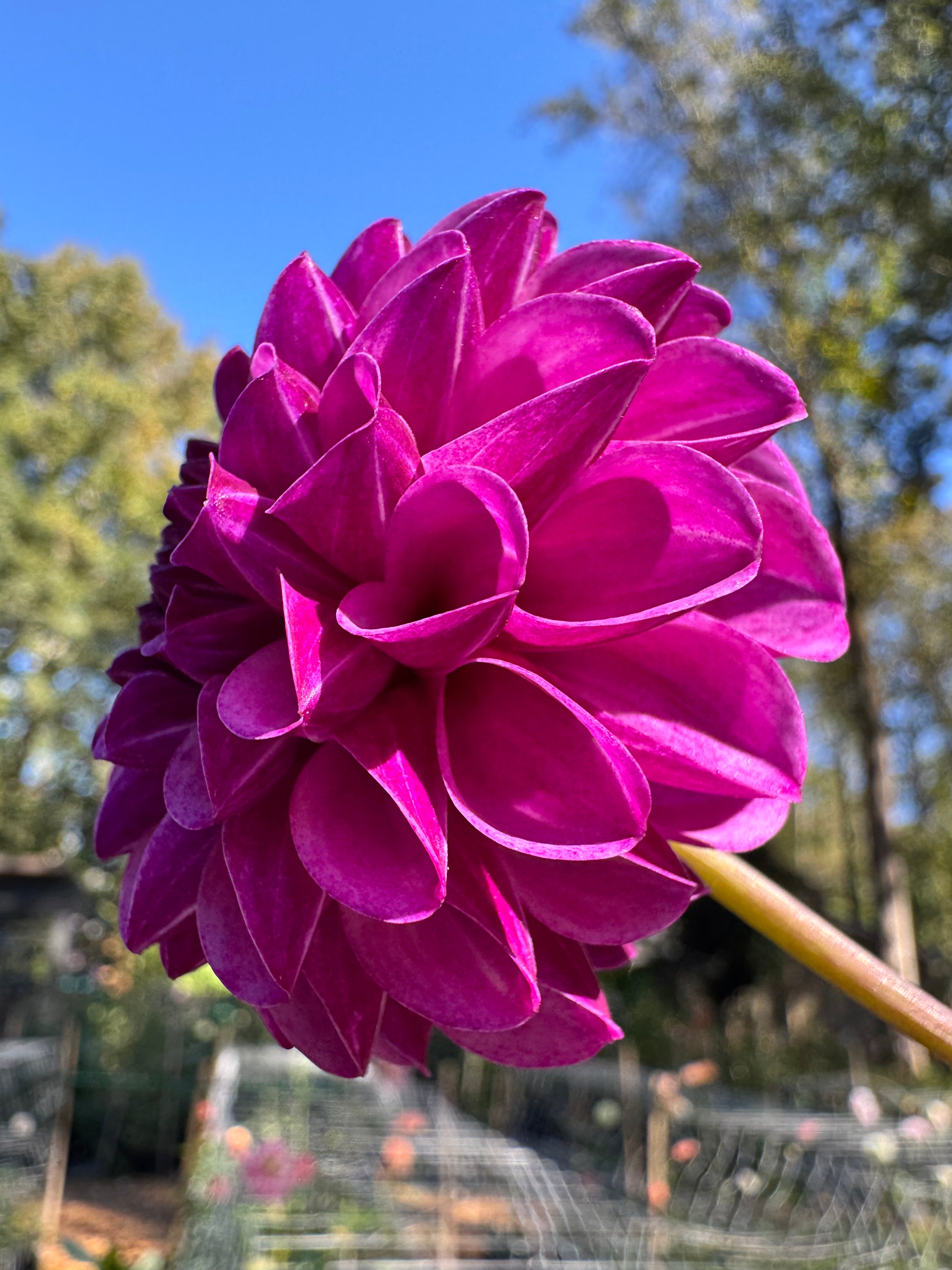 Robann Royal