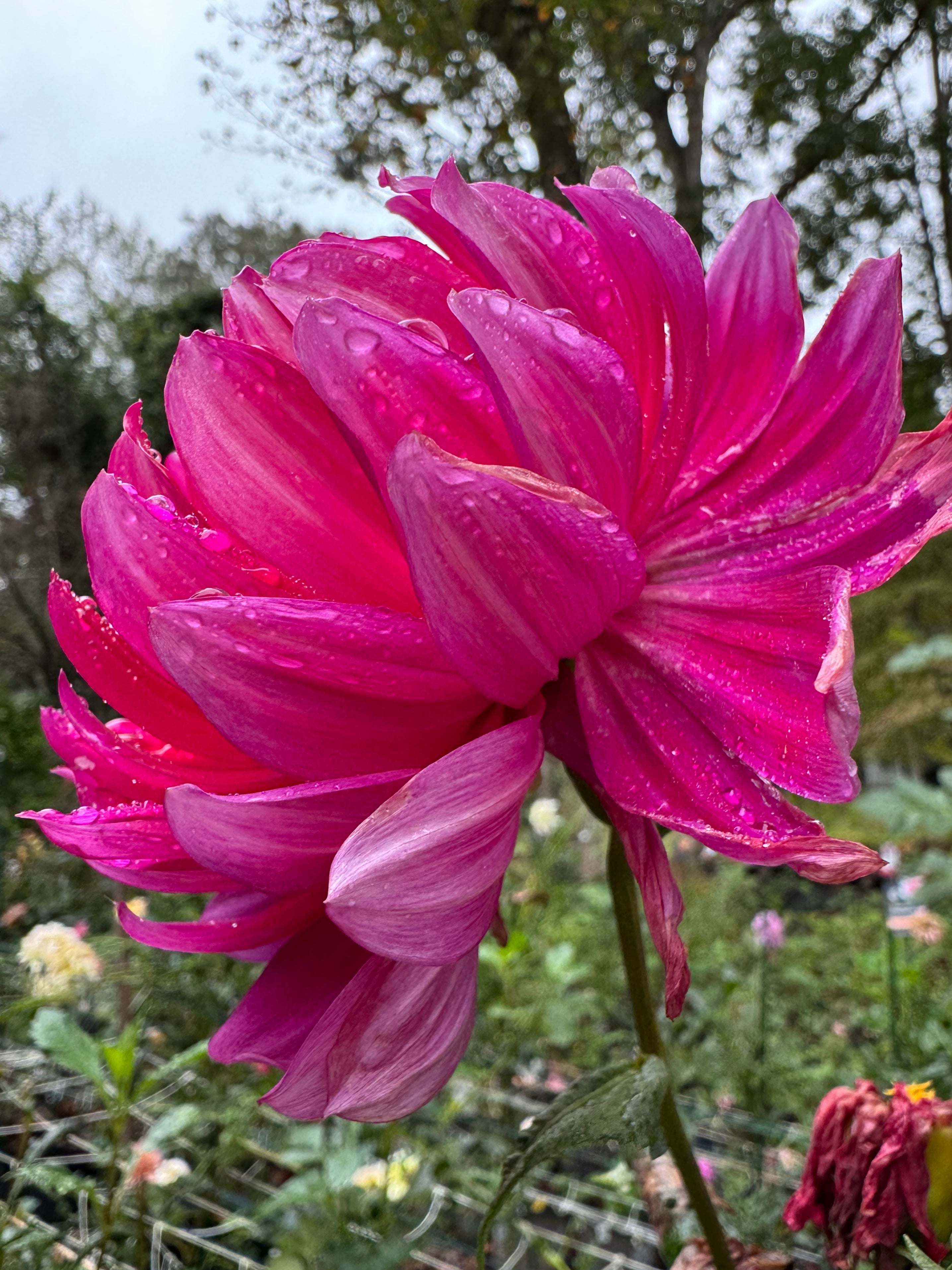Hollyhill Pandora