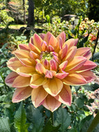 Madame Antoinette