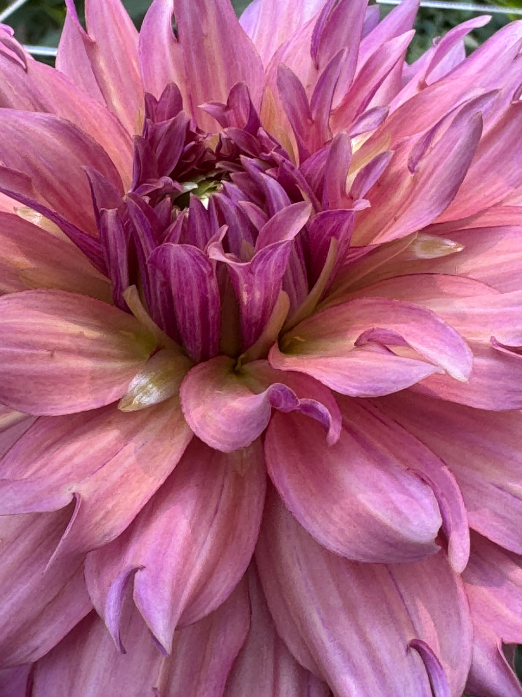 La belle époque