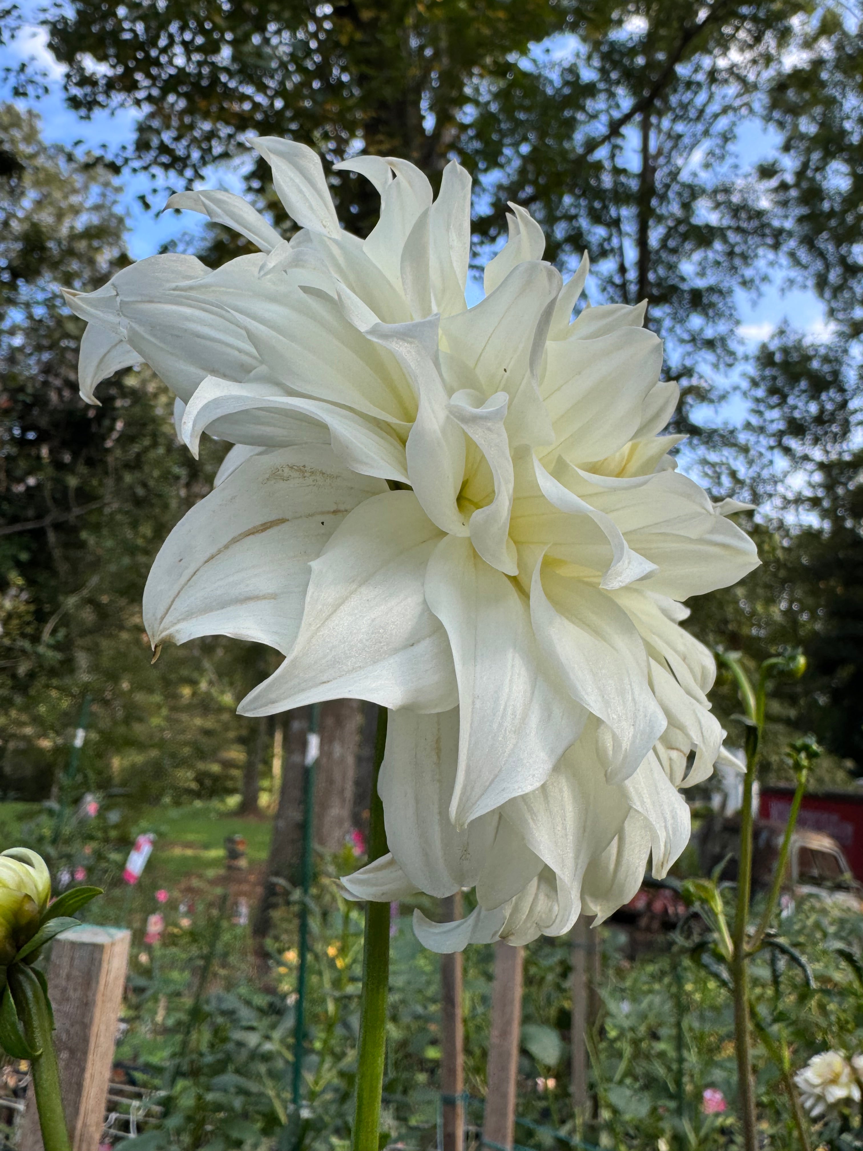 White Perfection