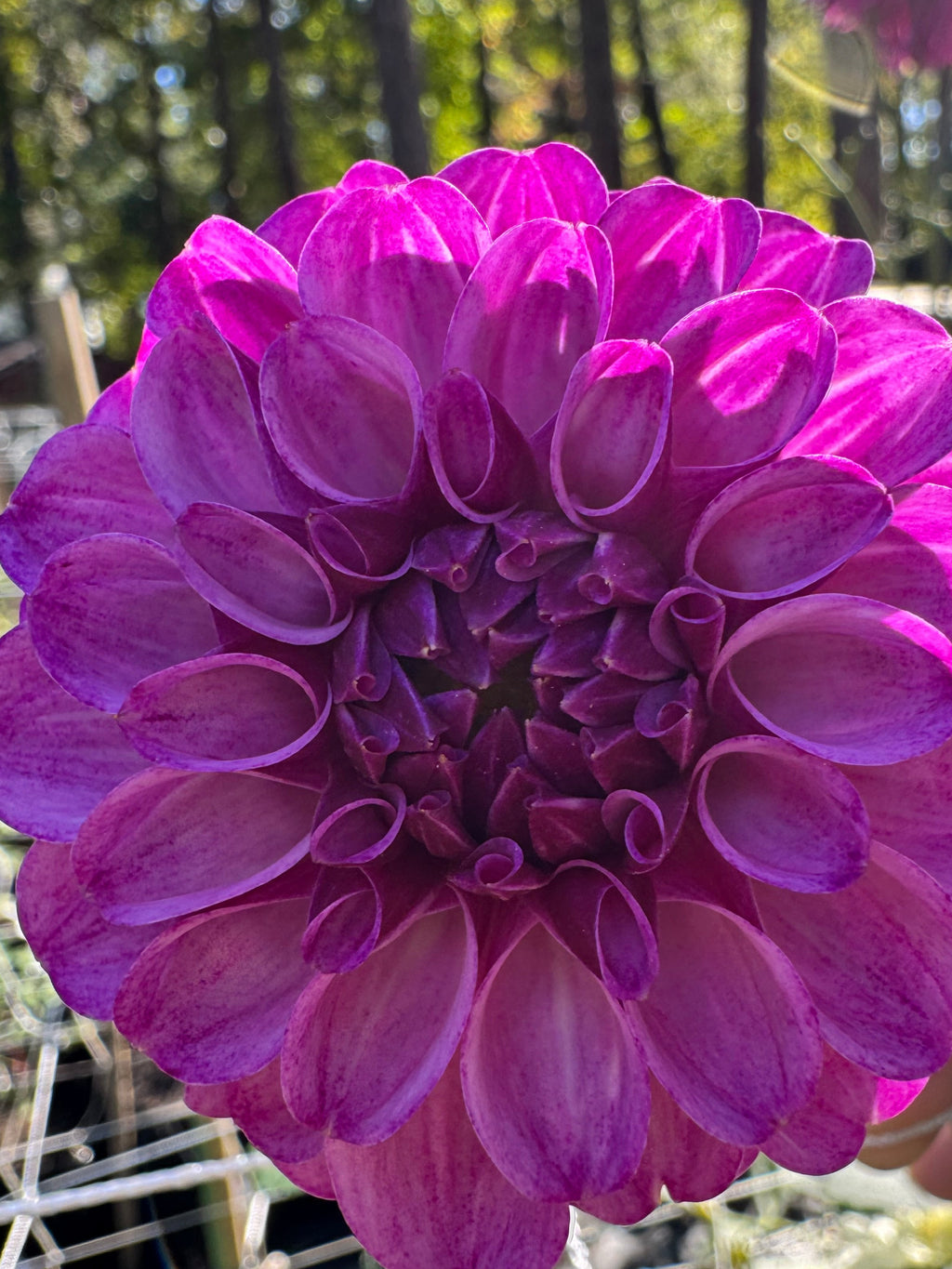 Robann Royal