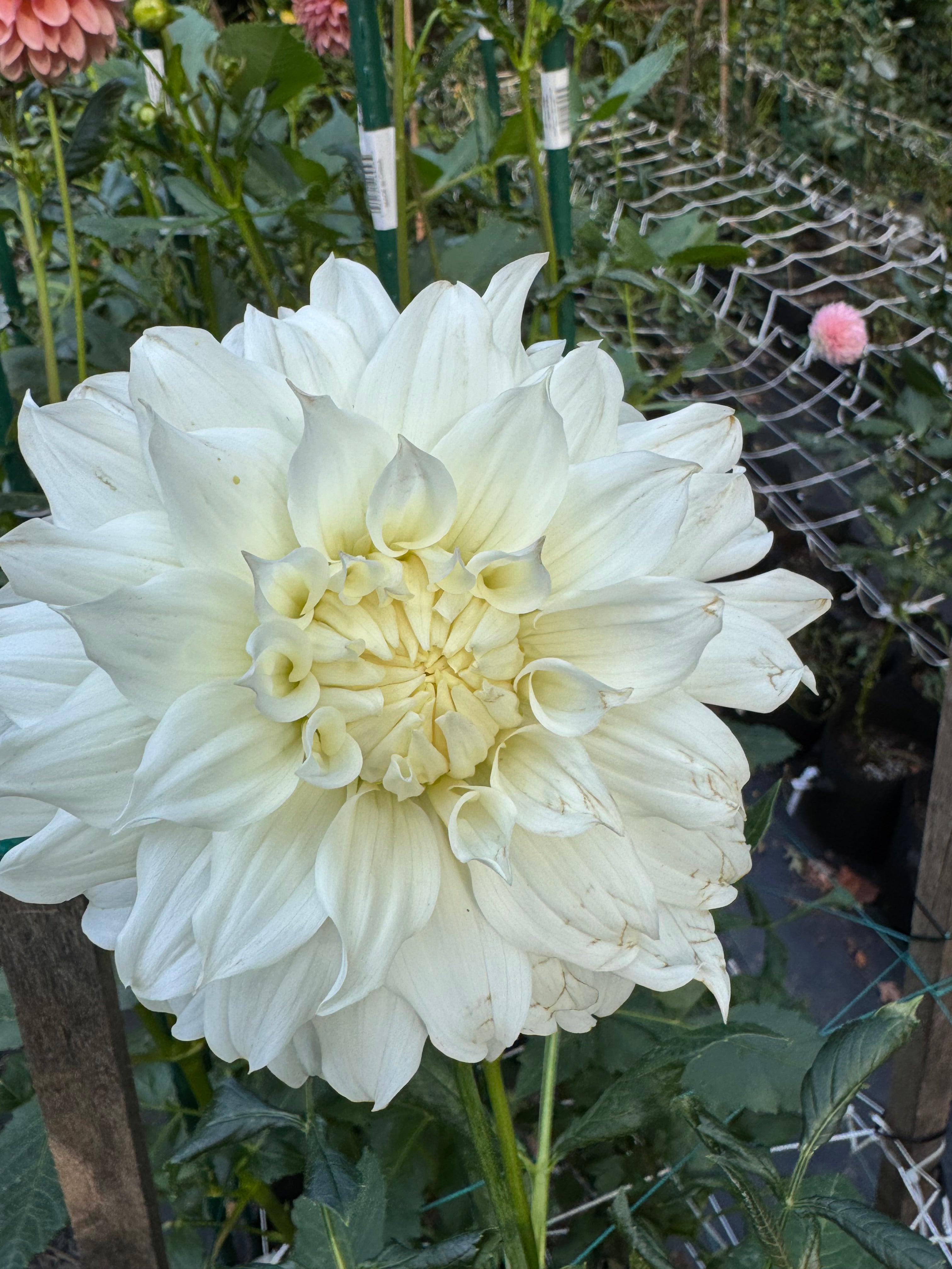 White Perfection
