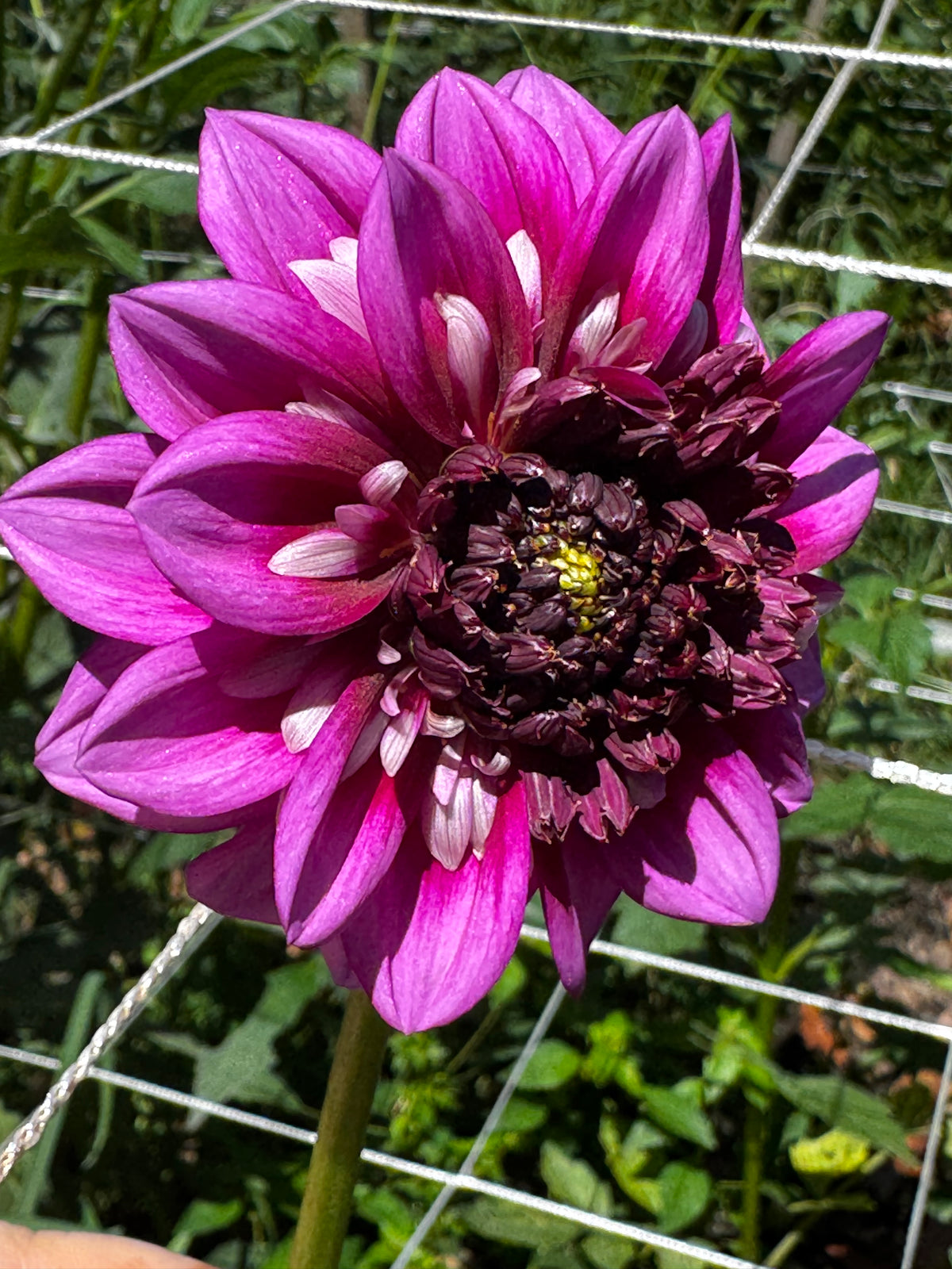 Misses Amy🇬🇧
