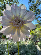Lees Rosalynn