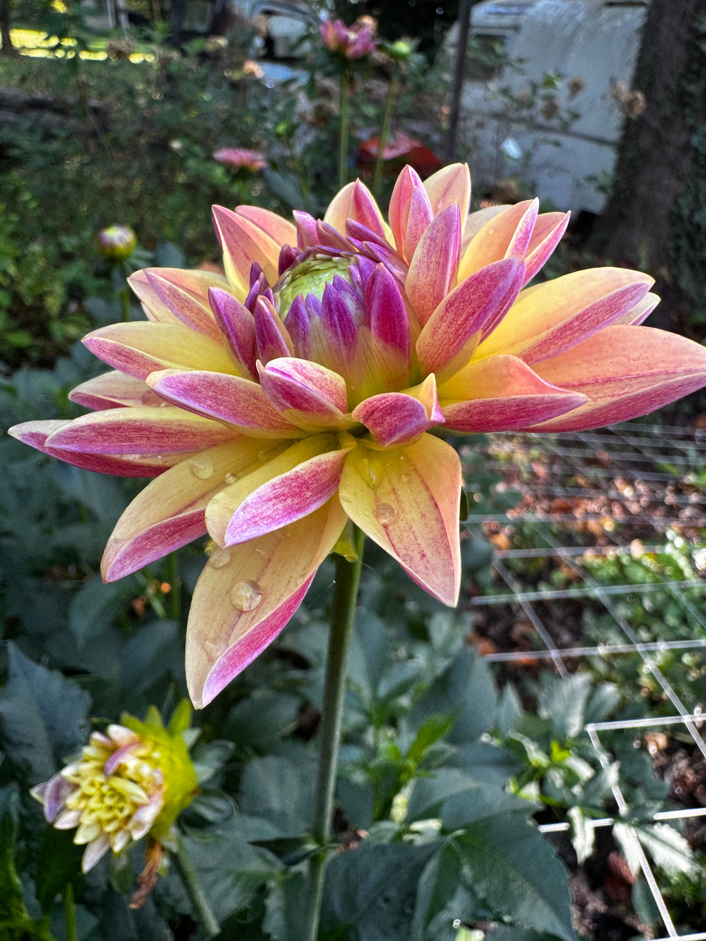 Madame Antoinette