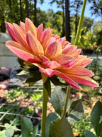 Madame Antoinette