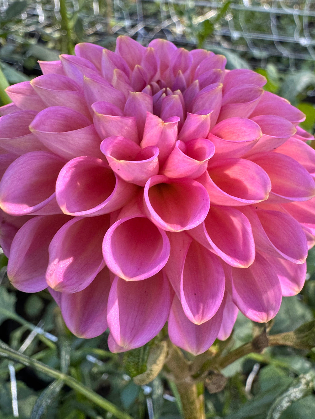 Westerton Pearl