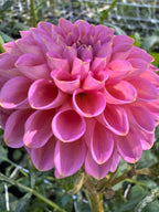 Westerton Pearl