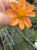 Kelsey Annie Joy