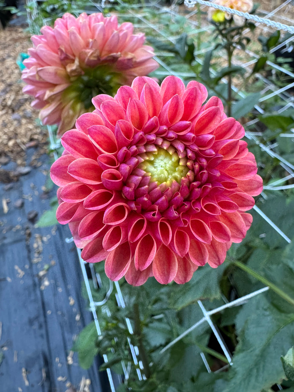 River Merle Watermelon