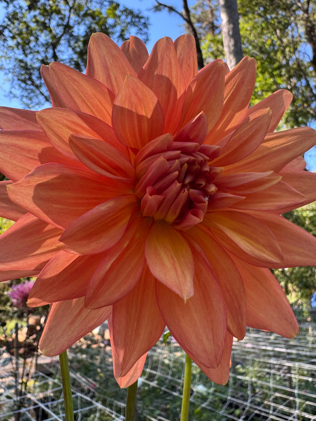 Eagles Coral Baskin