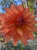 Eagles Coral Baskin