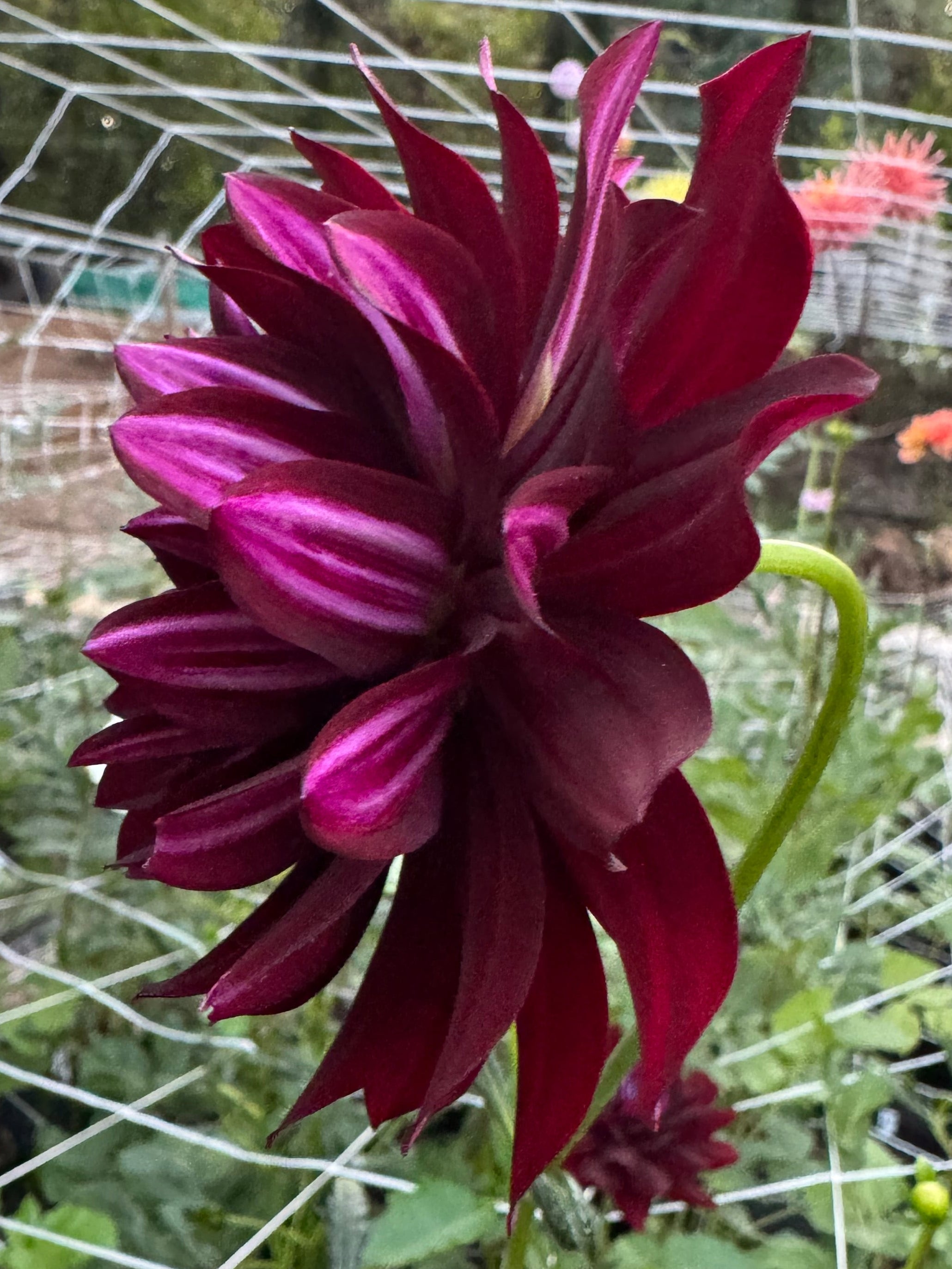 Hollyhill Black Beauty