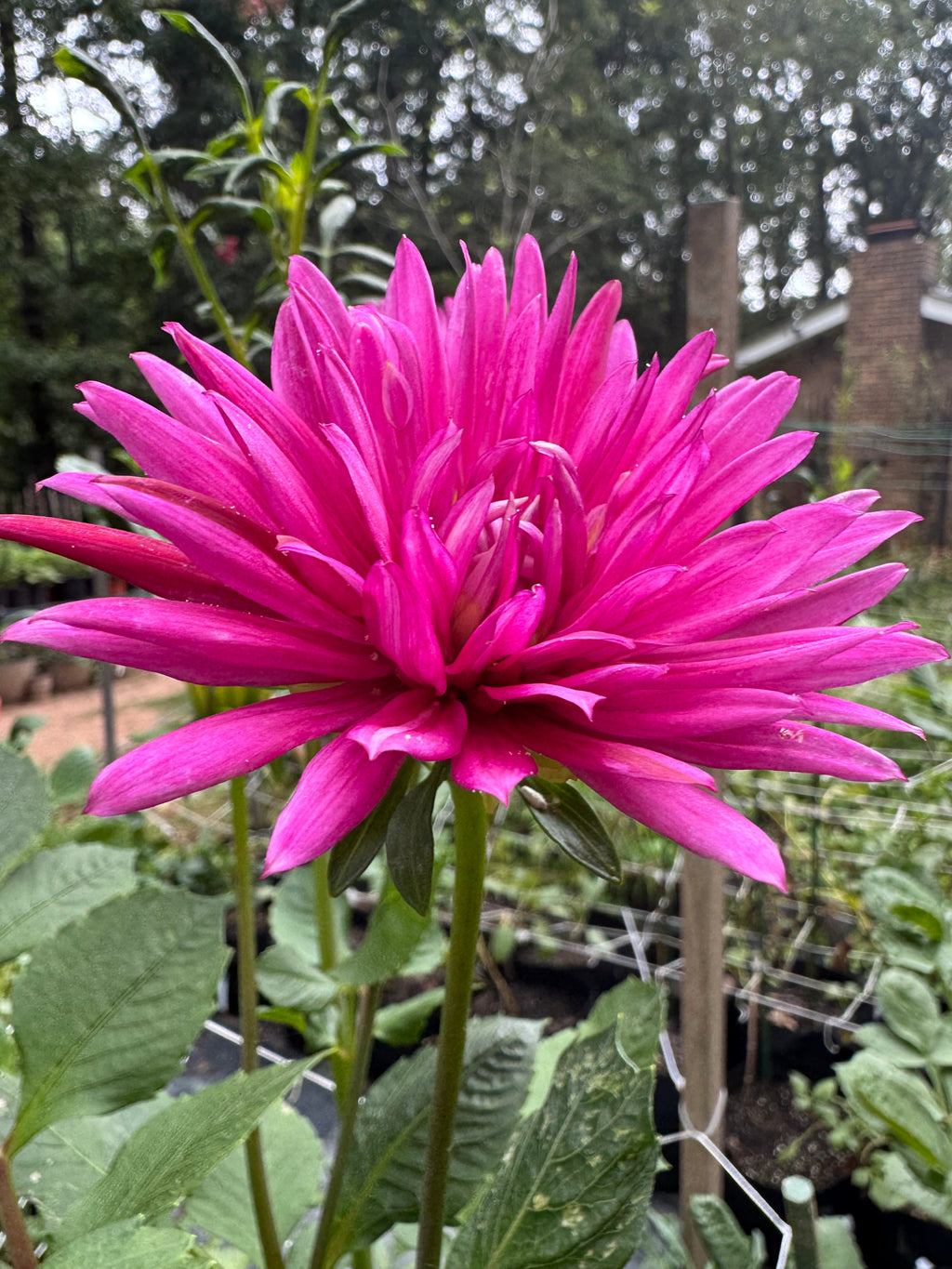 Sandia Barbie Sporty